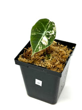 Load image into Gallery viewer, Alocasia Black Velvet Variegated G