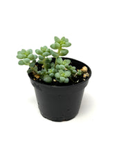 Load image into Gallery viewer, Sedum Morganianum ‘Burro’s Tail’