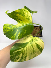 Load image into Gallery viewer, Monstera Deliciosa Aurea Variegated A