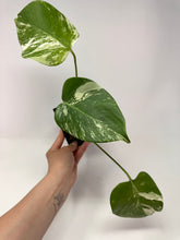 Load image into Gallery viewer, Monstera Deliciosa Albo Variegated M