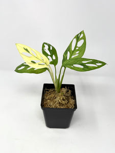 Monstera Adansonii Variegated H