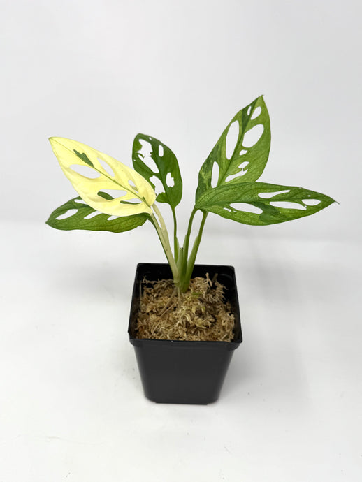 Monstera Adansonii Variegated H