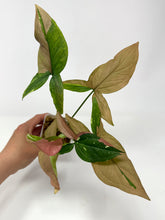 Load image into Gallery viewer, Syngonium Tricolour ‘Red Spot’