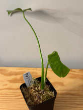 Load image into Gallery viewer, 174. Monstera Thai Constellation