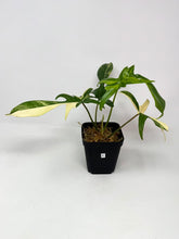 Load image into Gallery viewer, Philodendron Florida Beauty A