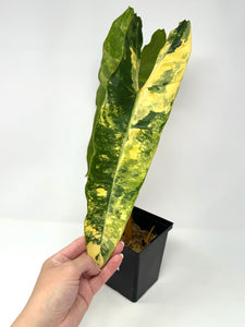 Philodendron Billietiae Variegated C