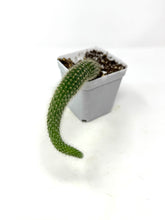 Load image into Gallery viewer, Cleistocactus Colademononis “Monkey Tail Cactus” (Long hair variant) - Ships within Canada only
