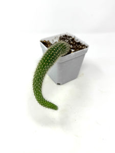 Cleistocactus Colademononis “Monkey Tail Cactus” (Long hair variant) - Ships within Canada only