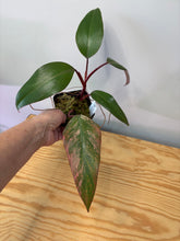 Load image into Gallery viewer, 123. Philodendron Strawberry Shake