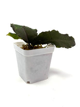 Load image into Gallery viewer, Hoya Undulata ‘Red Leaves’ Splash