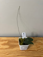 Load image into Gallery viewer, 30. Hoya Inflata