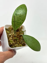 Load image into Gallery viewer, Erythrostemma Silver Leaves