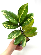 Load image into Gallery viewer, Zamioculcas Zamiifolia Variegated “ZZ” E