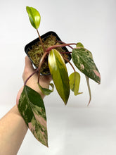 Load image into Gallery viewer, Philodendron Strawberry Shake