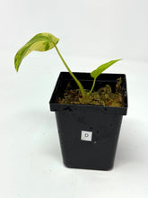 Load image into Gallery viewer, Homalomena Rubescens Variegated D