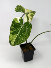 Load image into Gallery viewer, Philodendron Gloriosum Variegated C