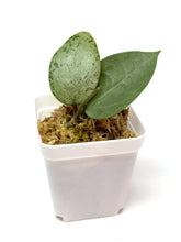 Load image into Gallery viewer, Hoya Verticillata Heart Leaf Silver