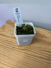 Load image into Gallery viewer, 133. Hoya Hamiltoniorum