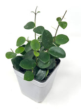 Load image into Gallery viewer, Hoya Mathilde