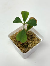 Load image into Gallery viewer, Hoya Manipurensis