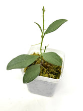 Load image into Gallery viewer, Hoya Nummularioides Silver
