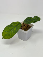 Load image into Gallery viewer, Hoya Clemensiorum cv. Lira