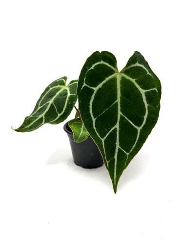 Anthurium Crystallinum 4”