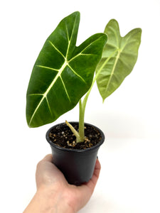 Alocasia Frydek