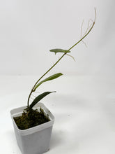 Load image into Gallery viewer, Hoya Mitrata Silver A