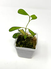 Load image into Gallery viewer, Hoya Manipurensis Variegated A
