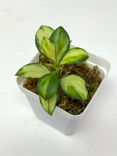 Load image into Gallery viewer, Hoya Heuschkeliana Inner Variegated