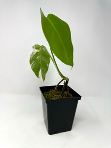 Monstera Deliciosa Albo Variegated D