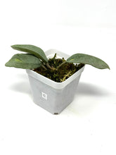 Load image into Gallery viewer, Hoya Carnosa ‘Argentea Princess’ C