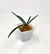 Load image into Gallery viewer, Hoya Insularis