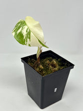Load image into Gallery viewer, Monstera Deliciosa Albo Variegated K
