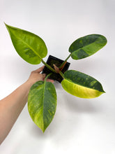 Load image into Gallery viewer, Philodendron Green Congo Variegated