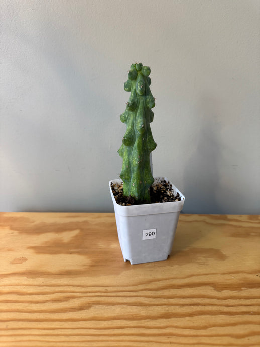 290. Boobie Cactus (Ships within Canada only)