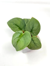 Load image into Gallery viewer, Scindapsus Pictus &#39;Platinum&#39;