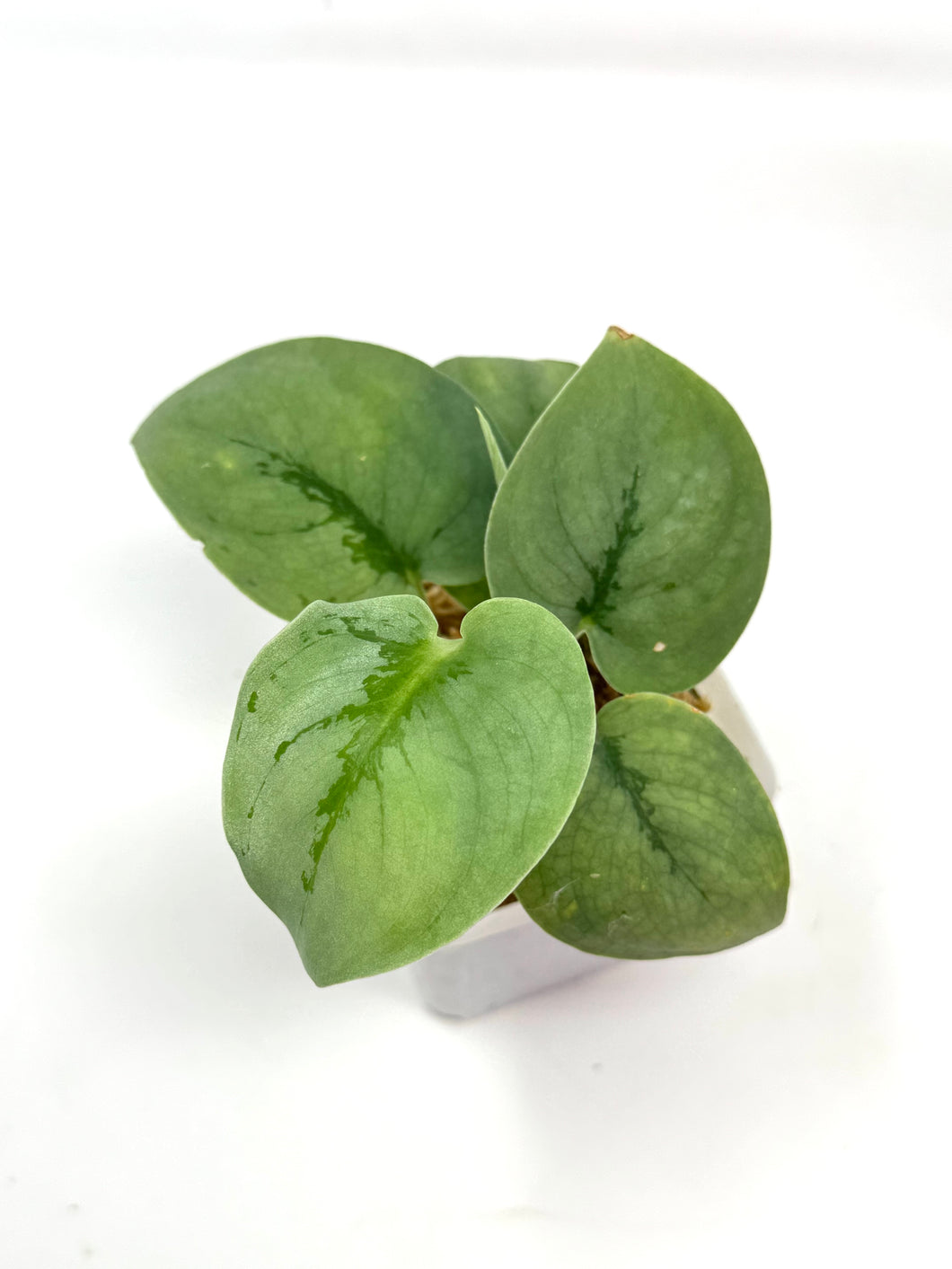 Scindapsus Pictus 'Platinum'