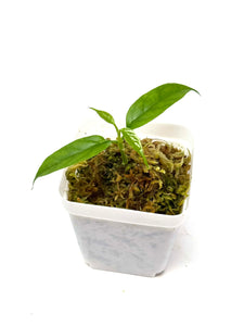 Hoya Decipulae
