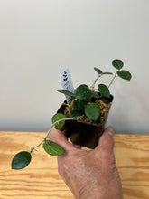Load image into Gallery viewer, 105. Hoya Mathilde