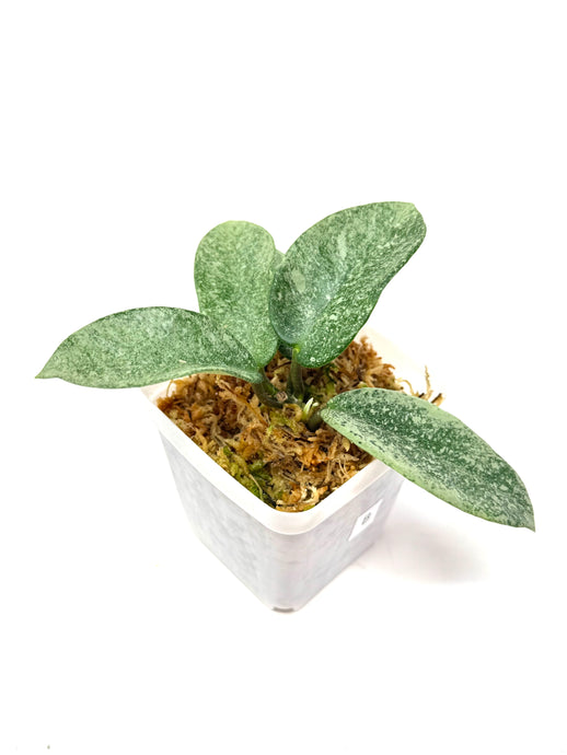 Hoya Carnosa ‘Grey Ghost’ B