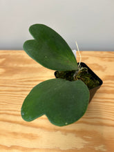 Load image into Gallery viewer, 93. Hoya Kerrii Variegated (inner)