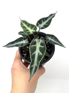 Alocasia Bambino