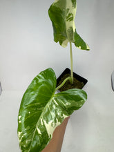 Load image into Gallery viewer, Alocasia Maccrorhiza Variegated B