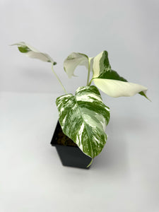 Monstera Deliciosa Albo Variegated E