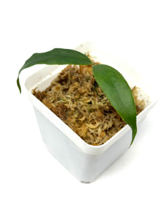 Hoya Liwa