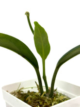 Load image into Gallery viewer, Hoya Albiflora