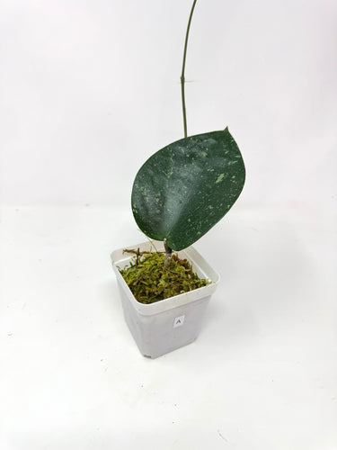 Hoya Glabra Silver A