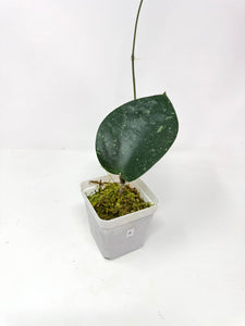 Hoya Glabra Silver A